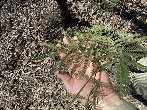 Image of Acacia glaucocarpa by (c) Greg Tasney, some rights reserved (CC BY-SA)
