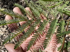 Acacia glaucocarpa