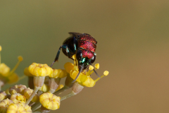 Hedychrum chalybaeum