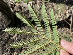 Acacia glaucocarpa