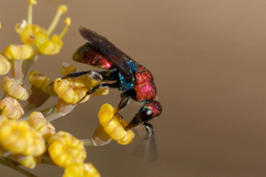 Hedychrum chalybaeum