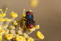 Hedychrum chalybaeum