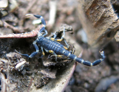 Uroplectes olivaceus