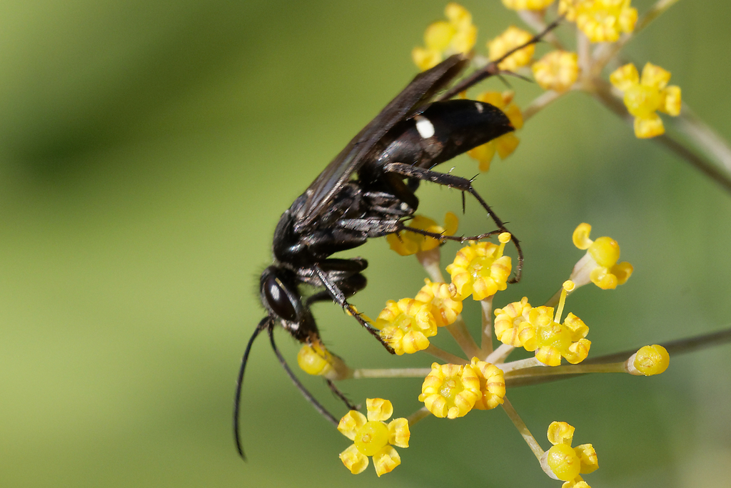 Episyron gallicum