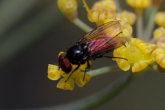 Diptera