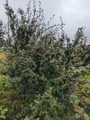Cotoneaster sternianus