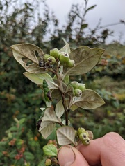 Cotoneaster sternianus