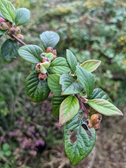 Cotoneaster sternianus