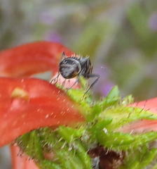 Camponotus niveosetosus