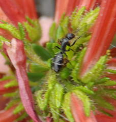 Camponotus niveosetosus