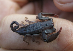 Hadogenes troglodytes