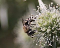 Colletes hylaeiformis