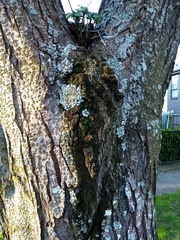 Syntrichia papillosa