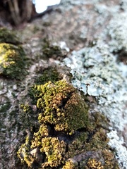 Syntrichia papillosa