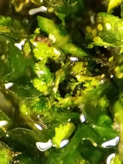 Syntrichia papillosa