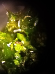 Syntrichia papillosa