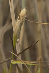 Phalaris paradoxa