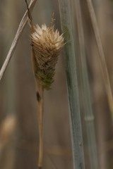 Phalaris paradoxa