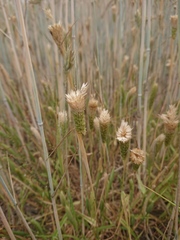 Phalaris paradoxa