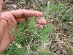 Asparagus macowanii