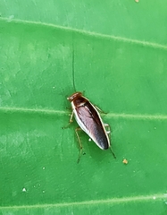 Pseudophyllodromia laticeps