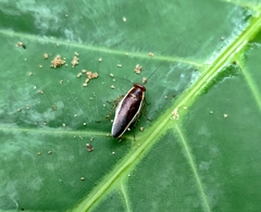 Pseudophyllodromia laticeps