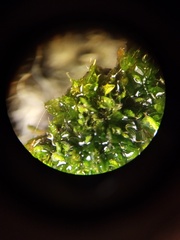 Syntrichia papillosa