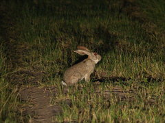 Lepus saxatilis