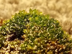 Syntrichia papillosa