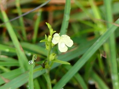 Striga asiatica