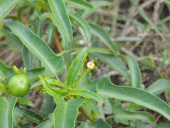 Jatropha capensis