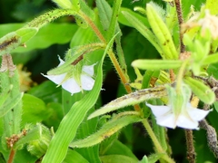 Trichodesma zeylanicum