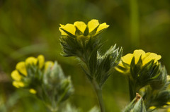 Potentilla recta obscura