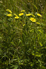 Potentilla recta obscura