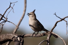 Chiming Wedgebill photo 3