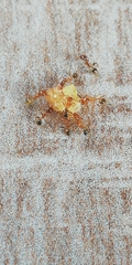 Pheidole pallidula