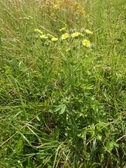 Potentilla recta obscura
