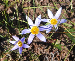 Romulea tabularis