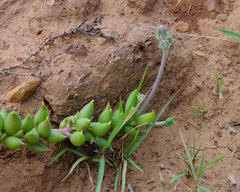 Curio radicans