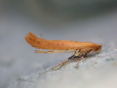 Caloptilia elongella