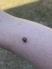 Holcostethus limbolarius