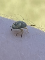 Holcostethus limbolarius