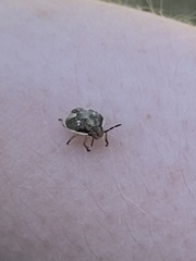 Holcostethus limbolarius