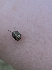 Holcostethus limbolarius