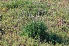 Chlorophytum triflorum