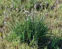 Chlorophytum triflorum