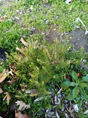 Lepidium bonariense