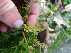 Lepidium bonariense