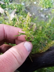 Lepidium bonariense