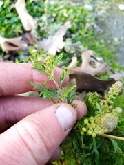 Lepidium bonariense